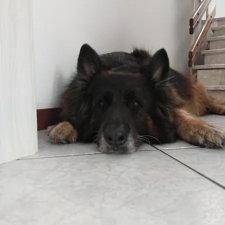 Отель Goldene Rose