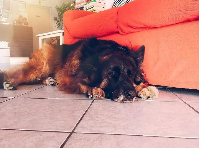 Goldene Rose Ρίμινι