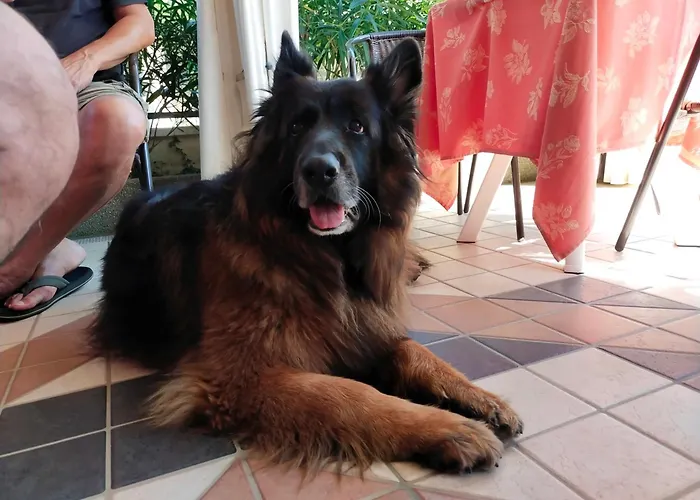 호텔 Goldene Rose 리미니