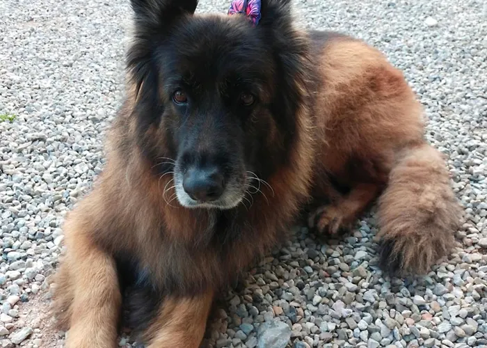 Goldene Rose 2* Rimini