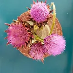 Goldene Rose Ξενοδοχείο Ρίμινι
