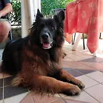 Ξενοδοχείο Goldene Rose Ρίμινι