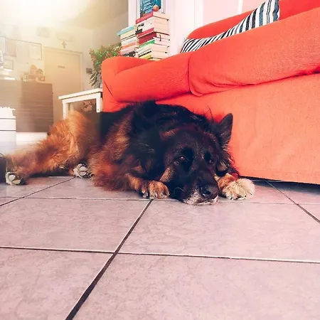 Goldene Rose リミニ