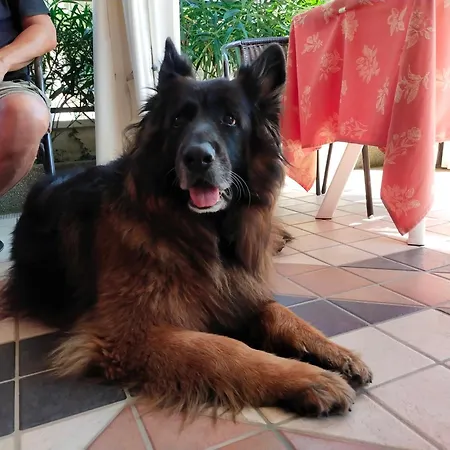 ホテル Goldene Rose リミニ