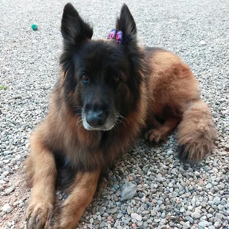 Goldene Rose 2* リミニ